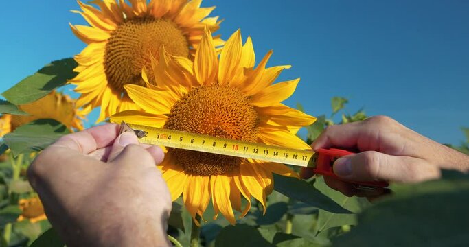 Agricultural worker controls the ripening of sunflowers. Agronomist working in sunflowers field with retractable ruler. Farmer measures diameter of young sunflower heads. Agronomist working in field