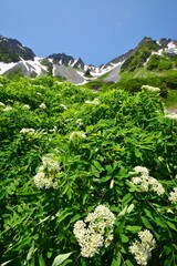 北アルプス 涸沢カール　夏景色