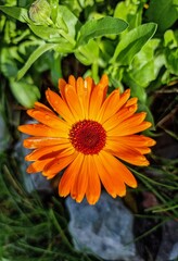 Marigold in the garden