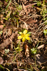 Winter aconite flower