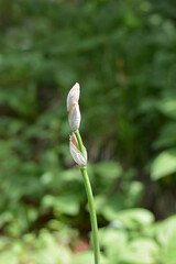 Southern Adriatic Iris flower buds