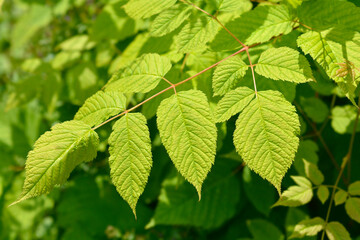Fototapeta na wymiar Goats beard leaves