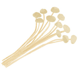 えのき　エノキダケ　きのこ　野菜