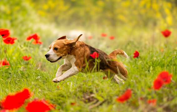 Beagle puppy running in red flowers forest, happy puppy, happy dog, running, jumping, green, summer vibes, spring
