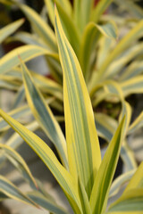Obraz premium Variegated Spanish dagger leaves