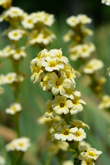 Pale Yellow-eyed Grass flowers