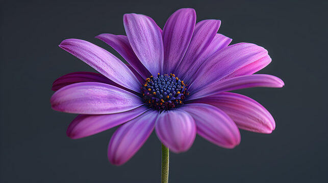 Purple flower with dark purple background,  Daisy Closeup With Plant Background Generative AI
