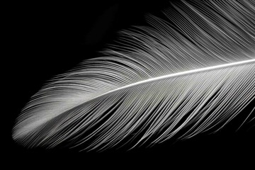 Turkey feather with naturally occurring patterns, shot in high contrast