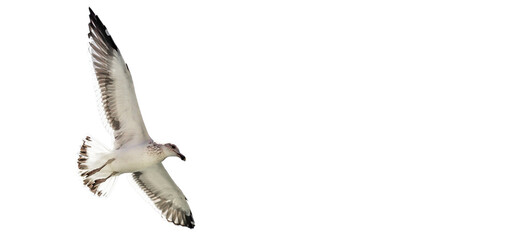 Seagull flying and transparent background.