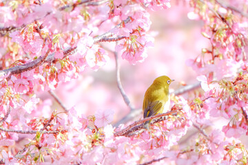 河津桜とメジロ