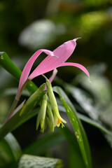 Obraz premium ヨウラクツツアナナス