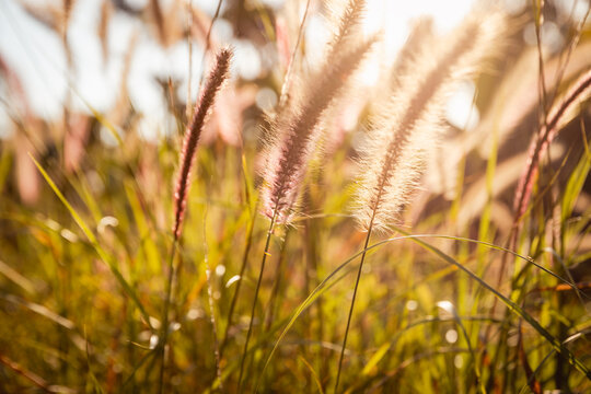 foxtail grass in growth outdoor