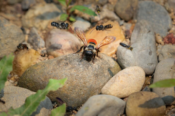 CloseupOrange-bottomed big-eyed bee walks for food on the rocky ground beside a river in the forest.