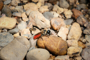 CloseupOrange-bottomed big-eyed bee walks for food on the rocky ground beside a river in the forest.