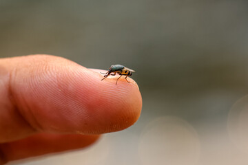 Selective focus A small wild fly with beautiful eyes sits on a finger. Beautiful and unusual insects in the forest