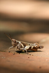 close up brown grasshopper with big beautiful eyes Insects look amazing when seen up close.