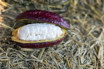 selective focus cocoa fruit pulp white large seed Sliced ​​