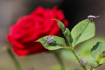 Selective focus Pentatomoidea Sitting on a red rose tree Insects with strong smelling glands are terrorizing flower gardens.