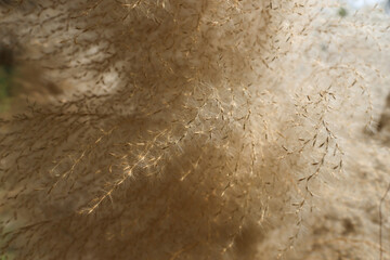 selective focus, soft grass fur pattern Patterns from nature that look light, gentle, and soft for making background images.