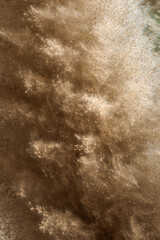 selective focus, soft grass fur pattern Patterns from nature that look light, gentle, and soft for making background images.