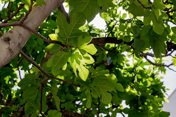 sunshine on green fig leaf in garden at summer 