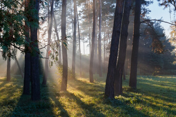 Fototapeta premium Section of park in autumn foggy morning backlit