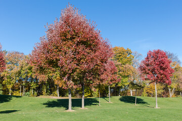Naklejka premium Red maples with autumn leaves on lawn edge in park