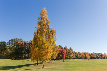Alone growing birches with autumn leaves on lawn in park