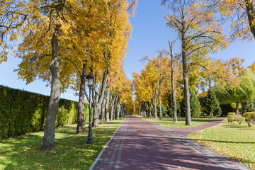 Fototapeta na wymiar Alley of old lindens with paved path in autumn park