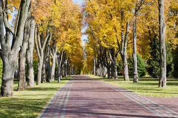 Naklejka na ściany i meble Alley of old lindens with paved path in autumn park