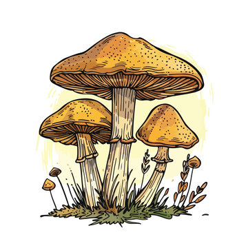 Slippery jack suillus luteus edible forest mushrooms
