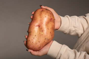 A huge potato weighing almost 1 kg in a woman's hands