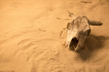 An old cow skull on the sand in the rays of the setting sun