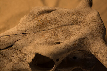 An old cow skull on the sand in the rays of the setting sun