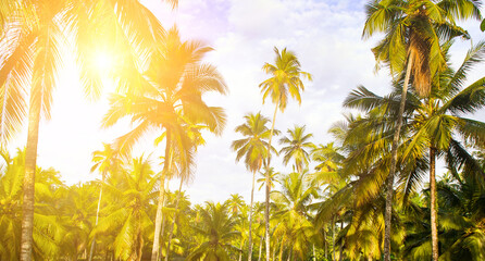 Coconut palm trees with lush leaves and coconuts , sky and sun. Wide photo.