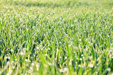 green grass in the rays of the bright morning sun