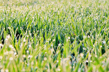 green grass in the rays of the bright morning sun