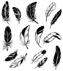 Feather vector transparent background PNG clipart