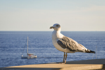 A royal seagull (Larus), a large bird of massive build, with a length of 52-58 cm and a wingspan of 120-140 cm, standing on a wall with a sailing ship in the background, Italy
