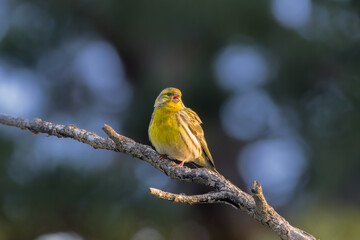 European Serin perched on a tree branch in the morning light