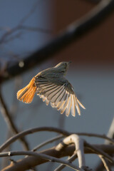 Black Redstart perched on a tree branch in the morning light
