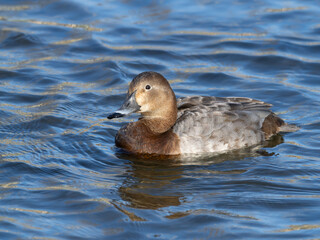 賀茂川を泳ぐホシハジロの雌