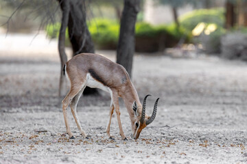 Young sand gazelle in the nature in UAE