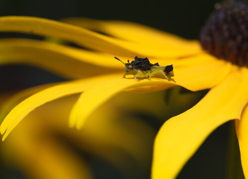 An ambush bug waits patiently for prey on a black eyed susan.