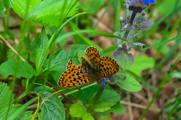 Close up view on butterfly Pearl-bordered fritillary polluting purple flower on alpine meadow, Petzen, Carinthia, Austria, Europe. Watching wildlife in nature. Peaceful serene atmosphere