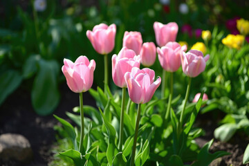 Obraz premium Beautiful pink tulips in garden, perfect for springtime designs