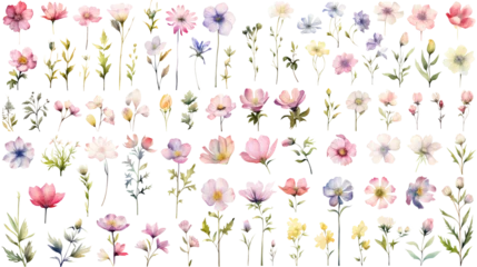 Fotobehang Set of watercolor wildflowers painting isolated on clear png background and transparent background. Fresh and nature concept for nature decorative and flower element, AI generative. © Adisakdi