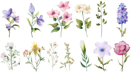 Set of watercolor wildflowers painting isolated on clear png background and transparent background. Fresh and nature concept for nature decorative and flower element, AI generative. - obrazy, fototapety, plakaty
