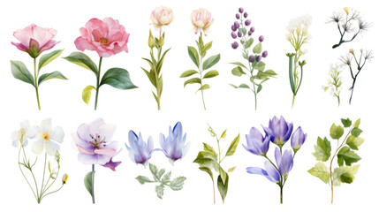 Set of watercolor wildflowers painting isolated on clear png background and transparent background. Fresh and nature concept for nature decorative and flower element, AI generative.