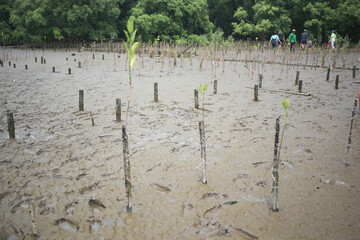 Mangrove planting activities with nobody no person on wetlands , beach , mangrove forest area with tree and rain clouds sky background 